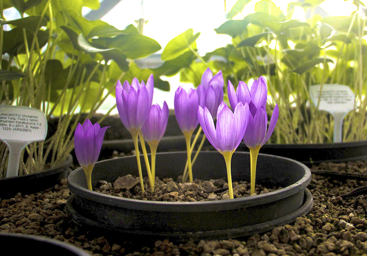 KAYBOLAN BİTKİLER YALOVA'DA YAŞATILIYOR